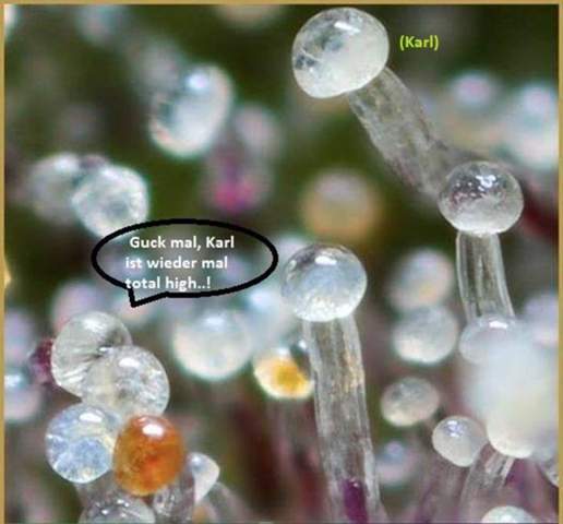 - (Cannabis, Hanf, Ernte)