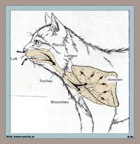 - (Katze, Tiermedizin, Katzenjunges)