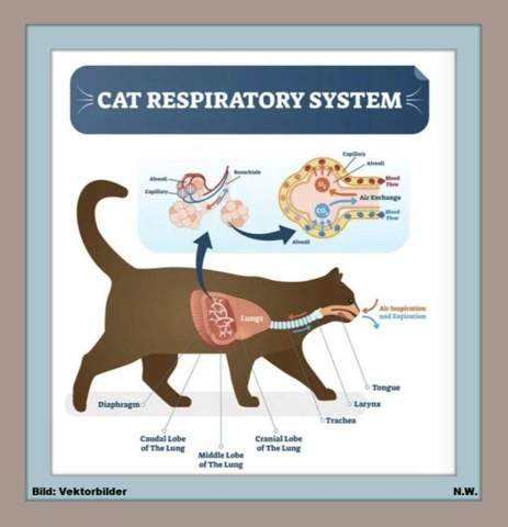 - (Katze, Tiermedizin, Katzenjunges)