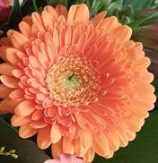 - (Blumen, Rosen, Blühpflanzen)