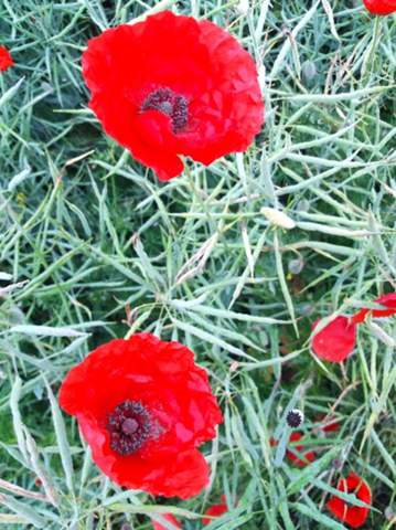 - (Blumen, Rosen, Blühpflanzen)