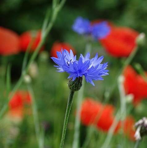 - (Blumen, Rosen, Blühpflanzen)