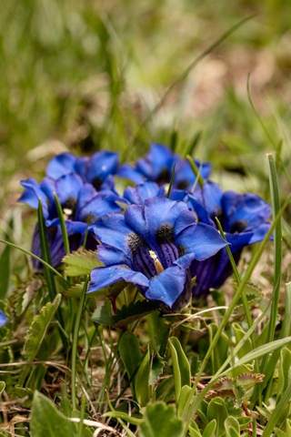 - (Blumen, Rosen, Blühpflanzen)