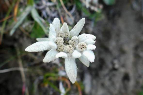 - (Blumen, Rosen, Blühpflanzen)