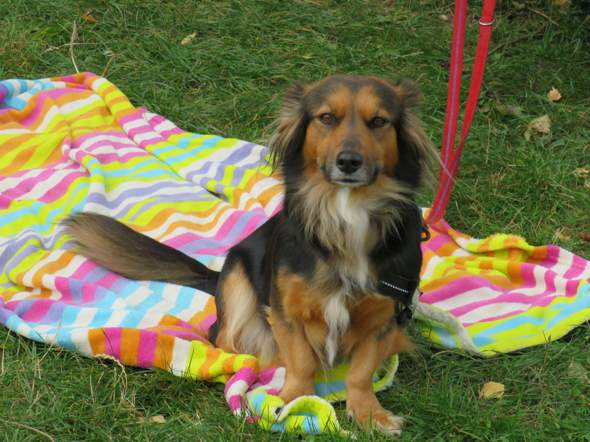 - (Hundeerziehung, Hundehaltung)