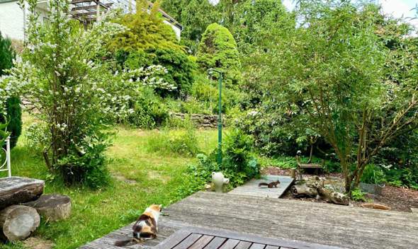 - (Kater, Hauskatze, Katzenhaltung)