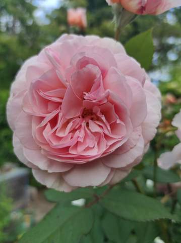 - (Blumen, glücklich, Rosen)