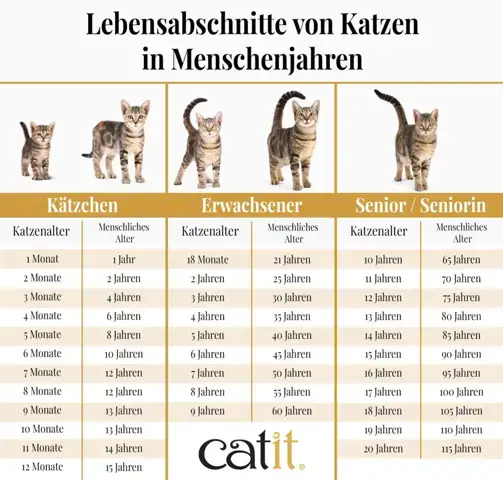 - (Tierarzt, Kater, Tierhaltung)