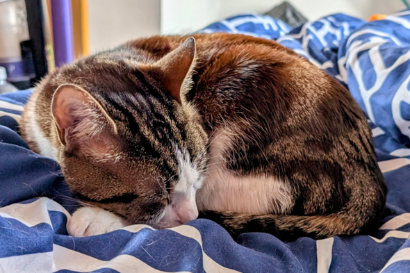 - (Hund, Katze, Tierhaltung)
