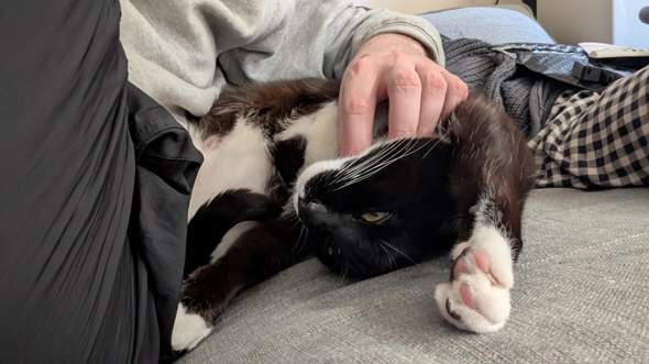 - (Hund, Katze, Tierhaltung)