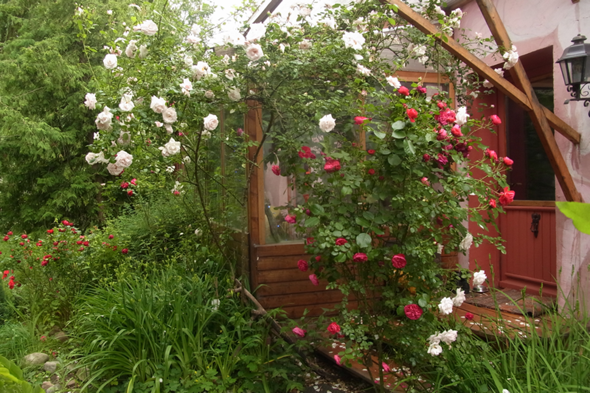 - (Blumen, glücklich, Rosen)