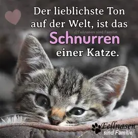 - (Kater, Hauskatze, Katzenhaltung)