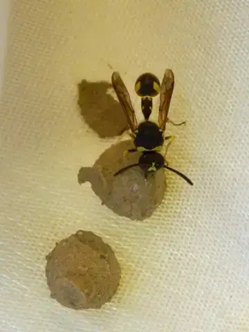 - (Insekten, Ungeziefer, Wespen)