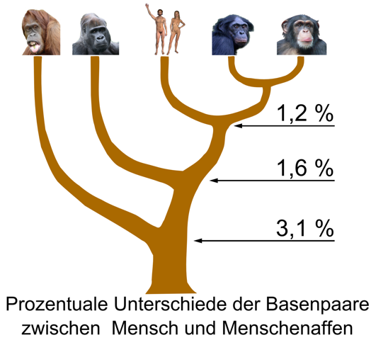 Welche biologischen und genetischen Merkmale haben Affen und Menschen ...