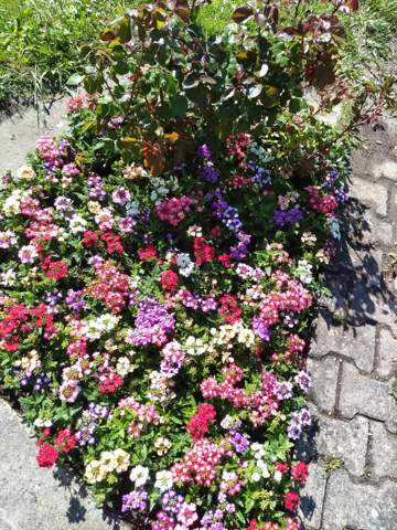 - (Sommer, Wetter, Klima)