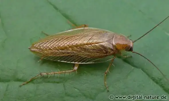 - (Insekten, Schädlinge)