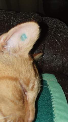 - (Tattoo, Tierarzt, Kater)