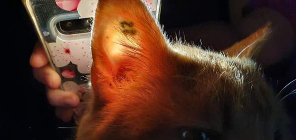 - (Tattoo, Tierarzt, Kater)