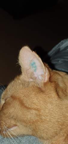 - (Tattoo, Tierarzt, Kater)