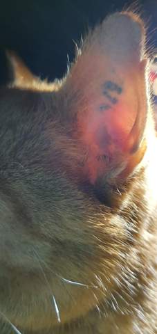- (Tattoo, Tierarzt, Kater)