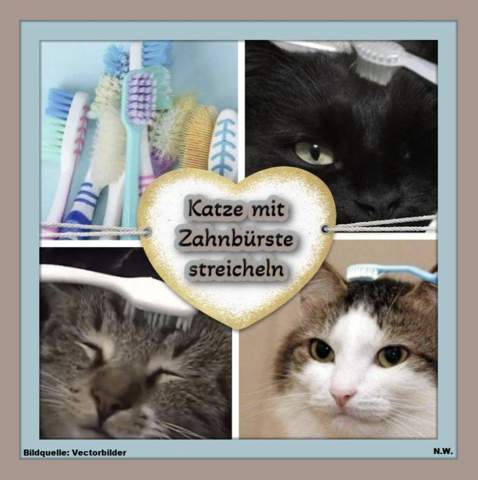 - (Katze, Kater, Tierhaltung)