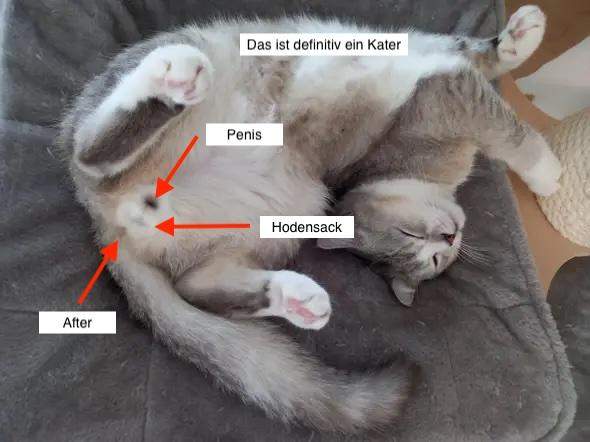 - (Geschlecht, Katzenjunges)