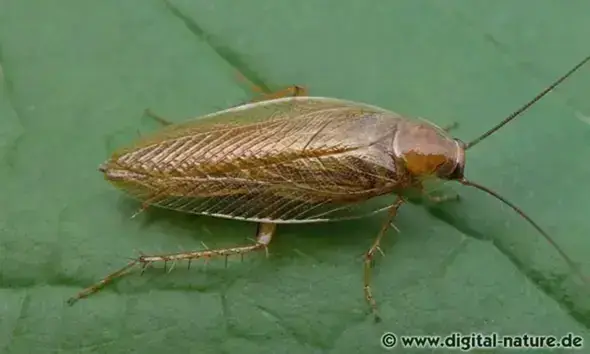 - (Schädlinge, Ungeziefer, Insektenbestimmung)