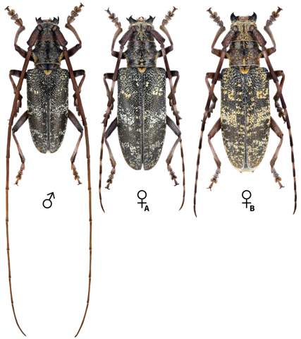 - (Insekten, Käfer)