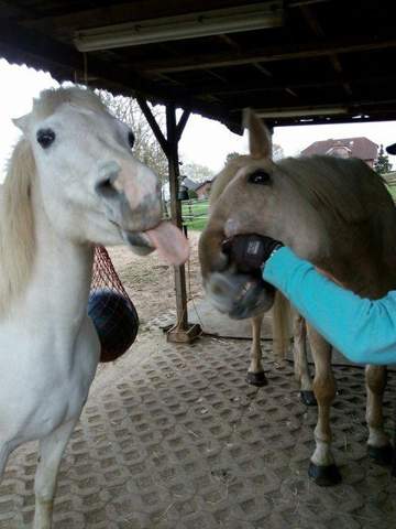 - (Frauen, Kleidung, Reiten)