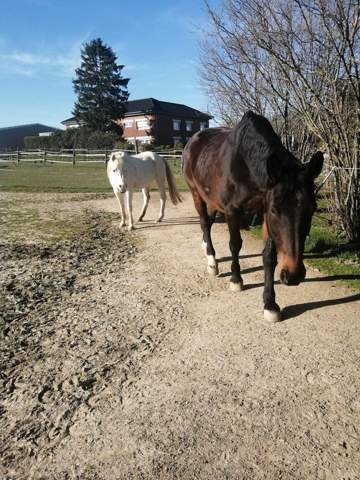 - (Frauen, Kleidung, Reiten)