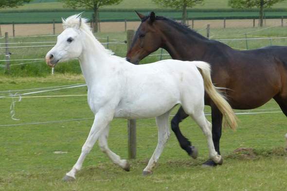 - (Frauen, Kleidung, Reiten)