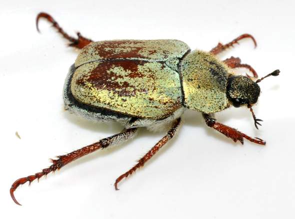 - (Insekten, Käfer, Insektenbestimmung)