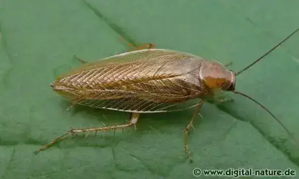 - (Insekten, Schädlinge, Ungeziefer)
