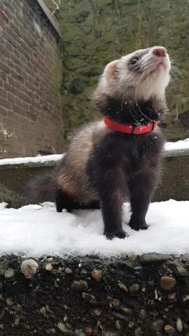 - (Hund, Katze, Kaninchen)