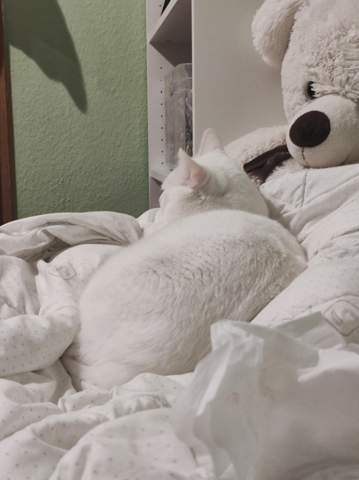 - (Tiere, Lieblingstier)