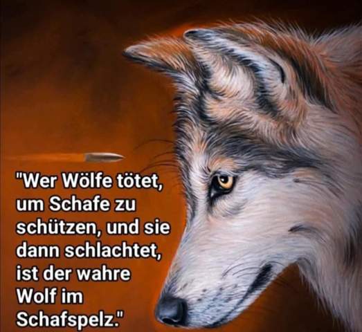 - (Wolf, Wölfe)
