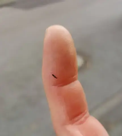 - (Küche, Insekten, Schädlinge)