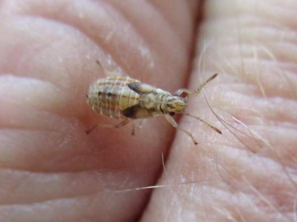 - (Insekten, Schädlinge, Ungeziefer)