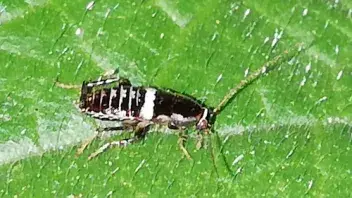 - (Schädlinge, Insektenbestimmung, Schaben)