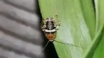 - (Insekten, Schädlinge, Ungeziefer)