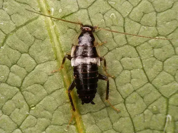 - (Insekten, Schädlinge, Ungeziefer)