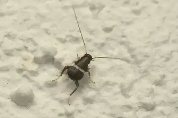- (Insekten, Schädlinge, Ungeziefer)