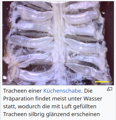 - (Glas, Wespen, Fliege)
