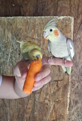 - (Wellensittich, Vogelart, Vergesellschaftung)