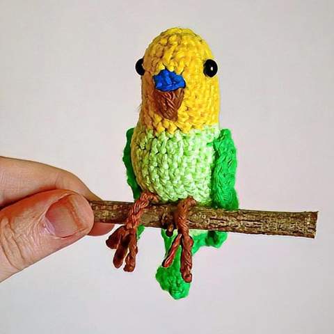 - (Wellensittich, Vogelart, Vergesellschaftung)