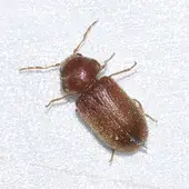 - (Insekten, Schädlinge, Bettwanzen)