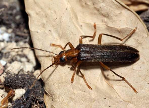 - (Insekten, Schädlinge, Ungeziefer)
