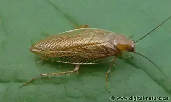 - (Insekten, Schädlinge, Ungeziefer)