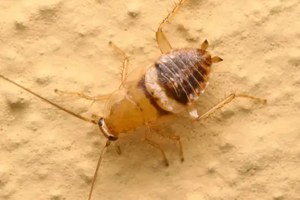 - (Schädlinge, Ungeziefer, Insektenbestimmung)