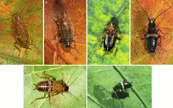 - (Schädlinge, Ungeziefer, Insektenbestimmung)